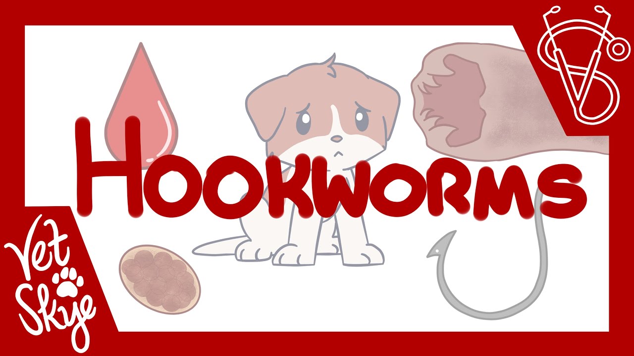 Hookworms of Dogs and Cats - causes, transmission, pathophysiology, diagnosis, treatment