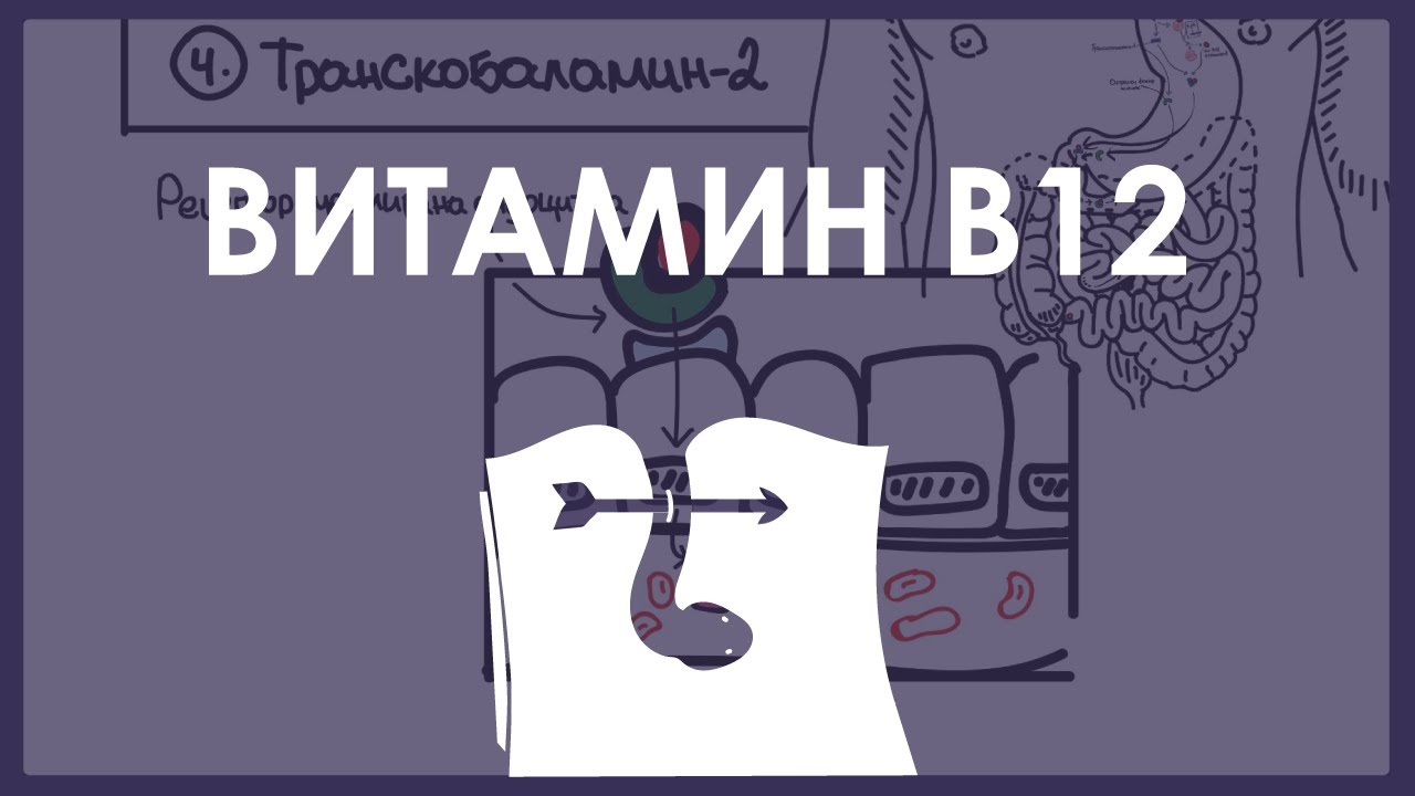 Биохимия | Витамин В12 - усвояване, функции и метаболизъм