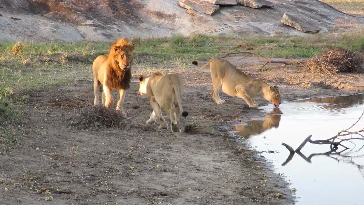 lioness has to be careful when approaching a male lion