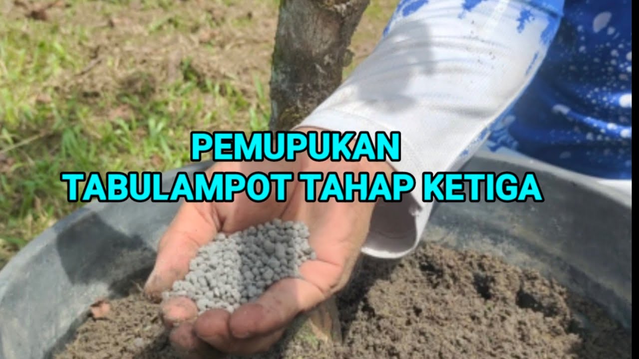 PEMUPUKAN JAMBU MADU TABULAMPOT TAHAP KETIGA