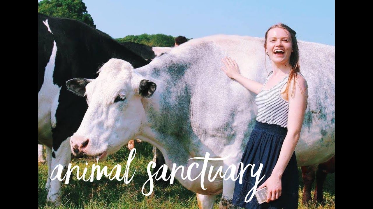FARM SANCTUARY TRIP :: Hugletts Day Out with Tim Shieff & Fry's Family Foods
