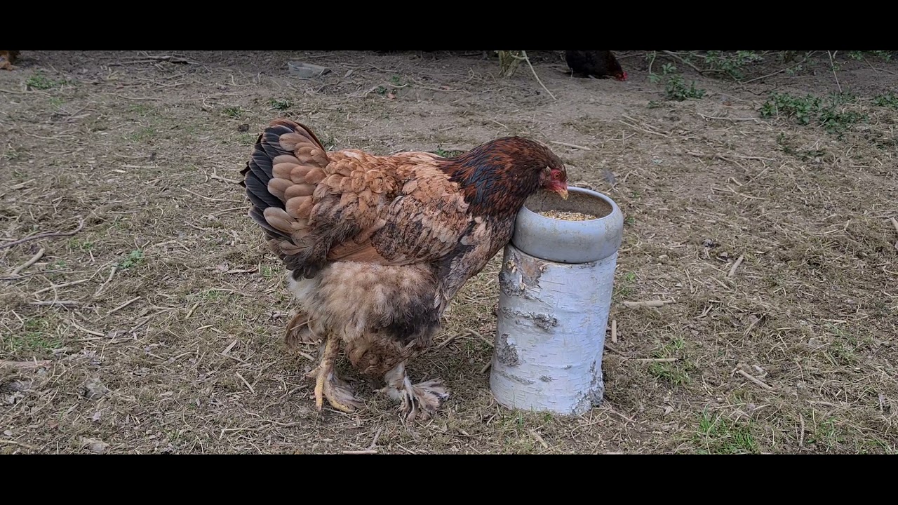 Henne kommt nach einer Woche vom Nest und verlässt das Ei 😱
