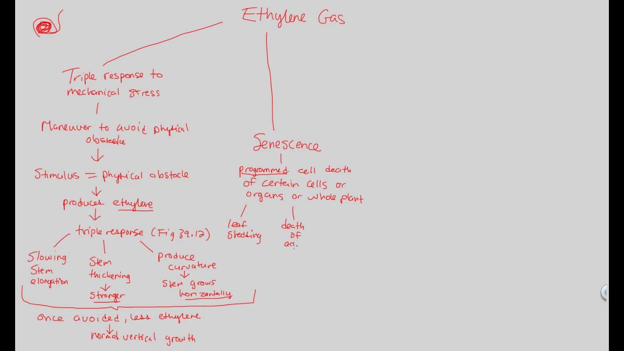 Plant Hormonal Control - Ethylene | BIALIGY.com