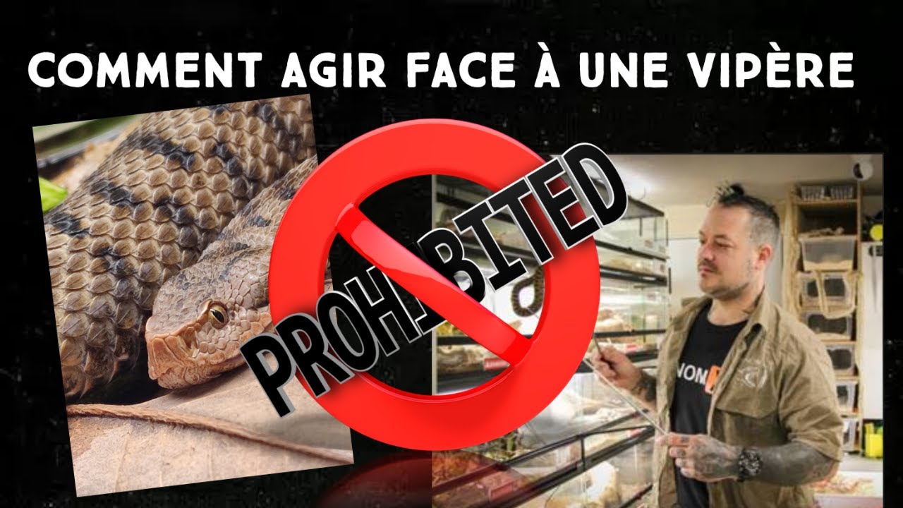 UNE Vipère ou couleuvre dans mon jardin, comment agir en sécurité (ATTENTION règlementation)-Venom.X