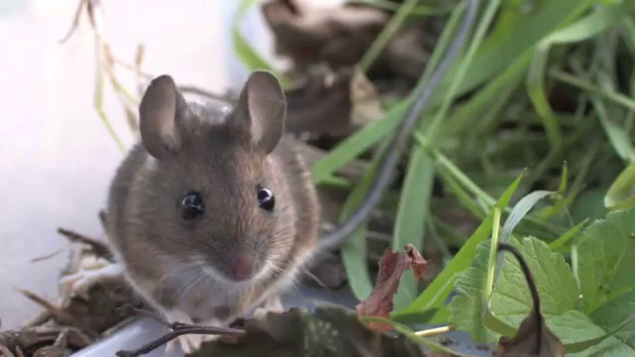 Small mammal trapping with Mark Hows