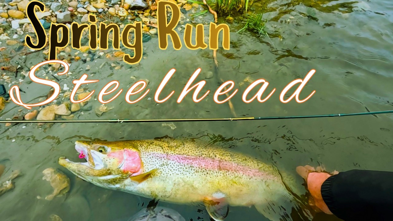 Spring Run Great Lakes Steelhead