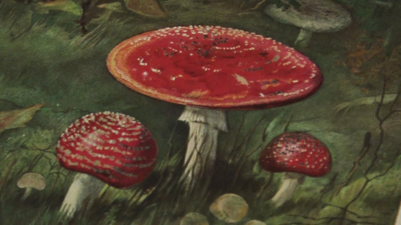 Flora Batava, wilde planten in boeken toen en nu
