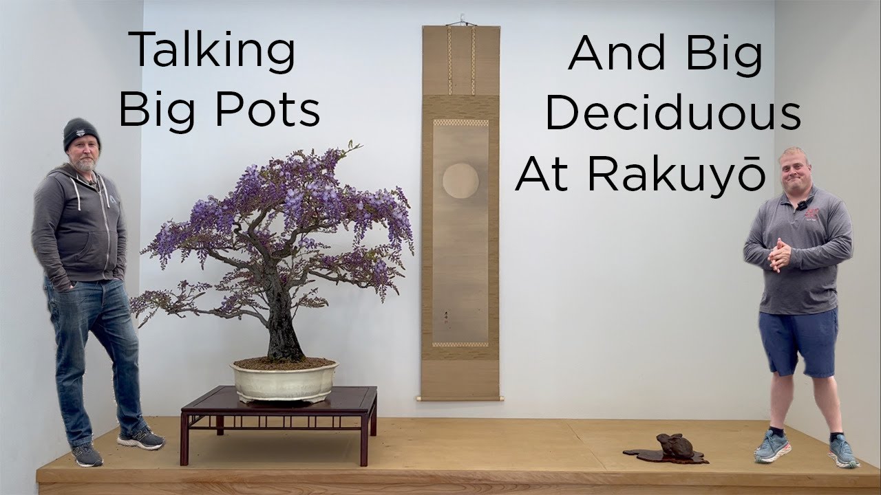 Bonsaify | Весенний визит в Rakuyō Bonsai с Эндрю Робсоном