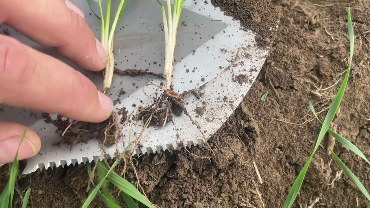 No till пшеница в Крыму! Урожайность 69ц на  22.11.2025 г.