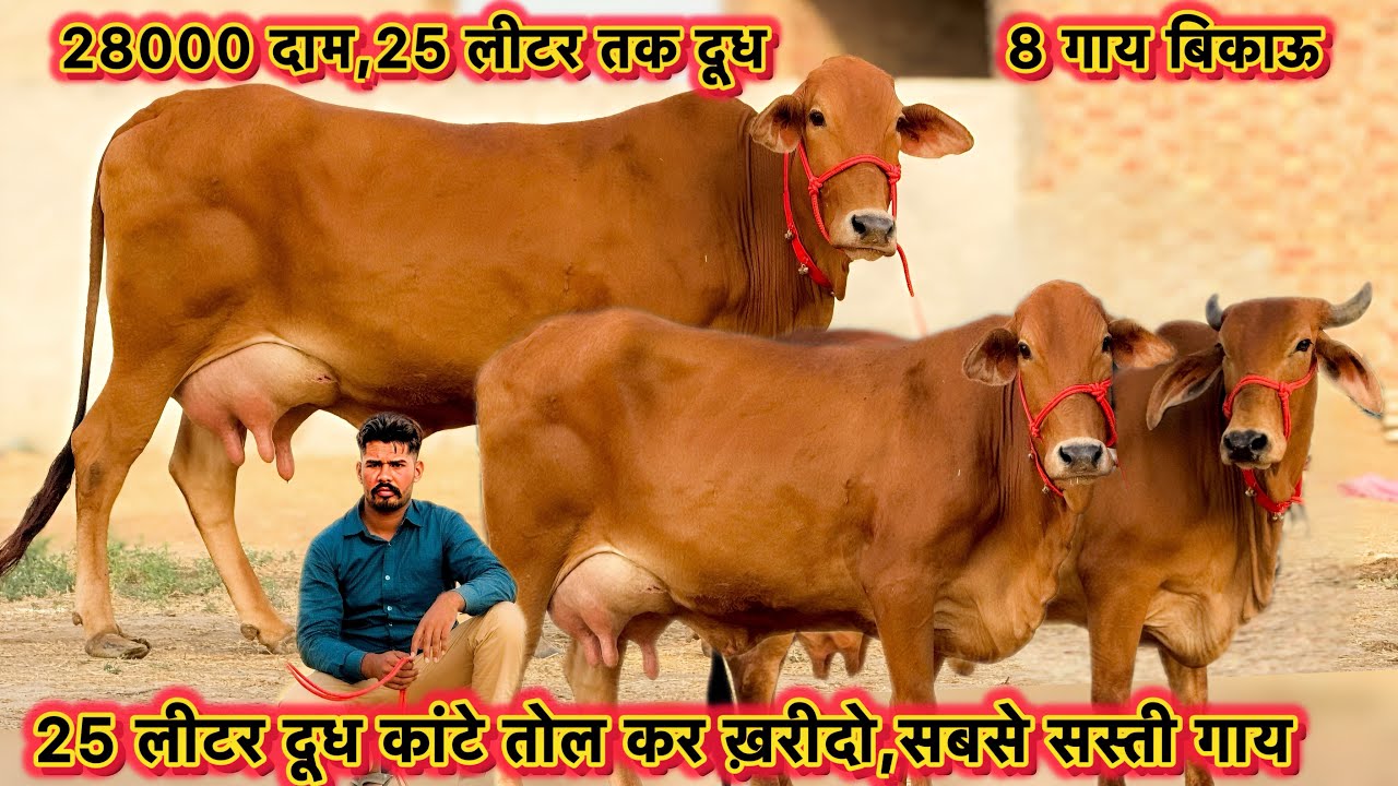 28000 में गाय👌किराया फ्री👍25 लीटर तक दूध की 8 गाय बिकाऊ🙏Highest Milking Cross Breed Cows For Sale
