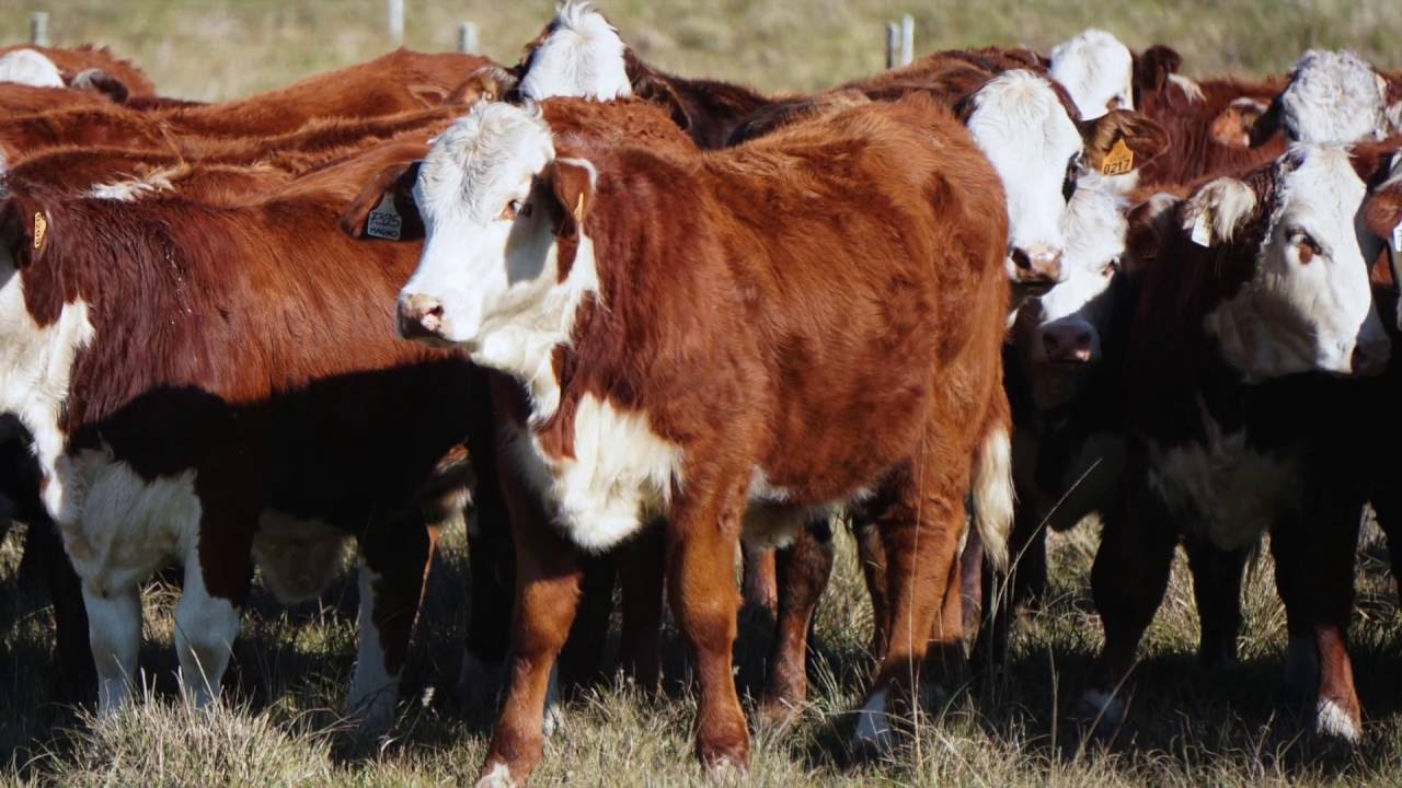 Creep Feeding (4 de 5): cómo atraer los terneros al comedero. Fororural.com