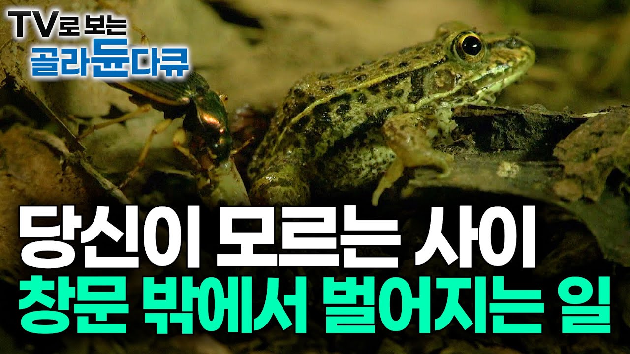 인간이 잠든 사이 무슨 일이 벌어질까? 지구 생물 97%를 차지하는 곤충들의 놀라운 세계｜자연의 신비｜#골라듄다큐