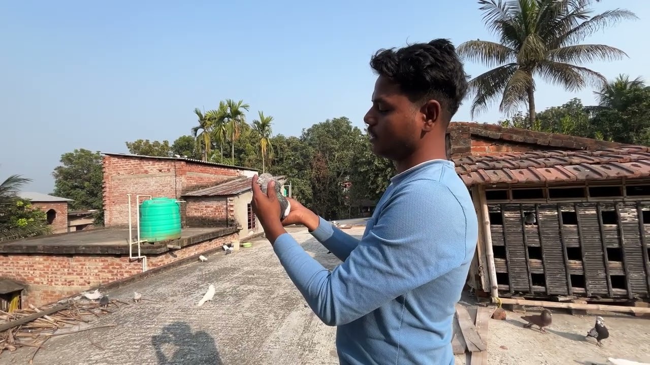 নতুন পায়রার ডানা ছারলাম 🕊️🧿#montuvolg #pigeon #kabutar #tranding #viralvideo #newpost #villa