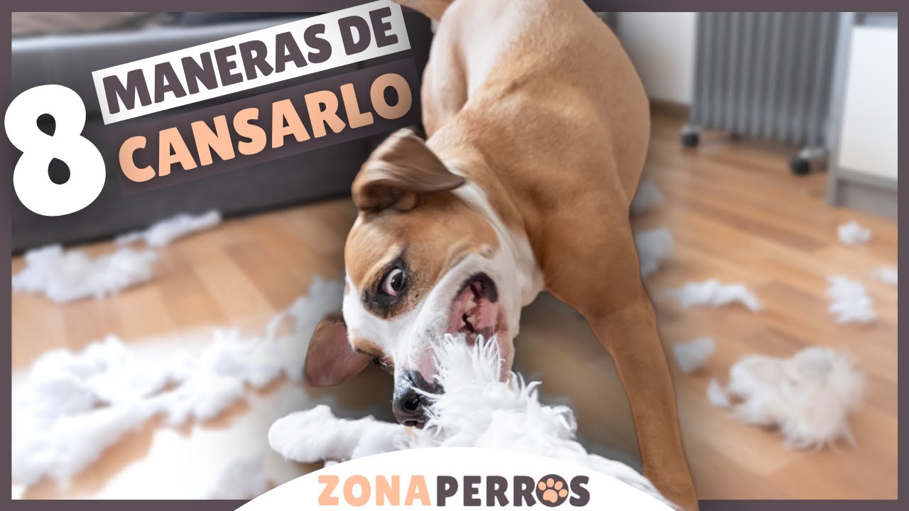 8 formas de EJERCITAR a tu perro SIN SALIR DE CASA
