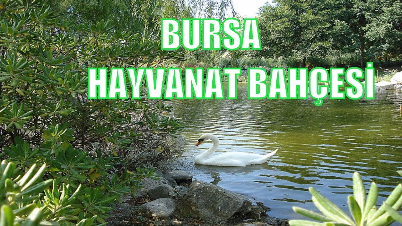 BURSA  BURSA HAYVANAT BAHÇESİ BURSA ZOO PARK