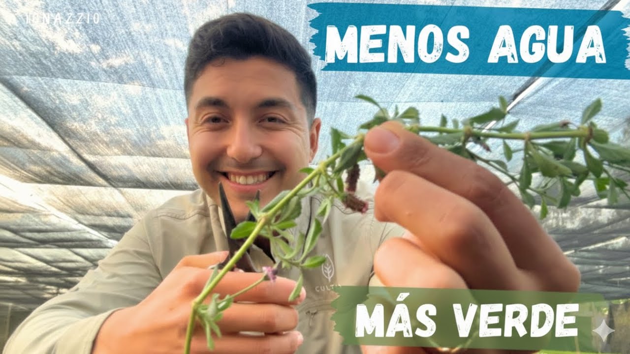 ¡ADIÓS AL PASTO SECO! La planta chilena que lo cambiará todo: Tiqui tiqui