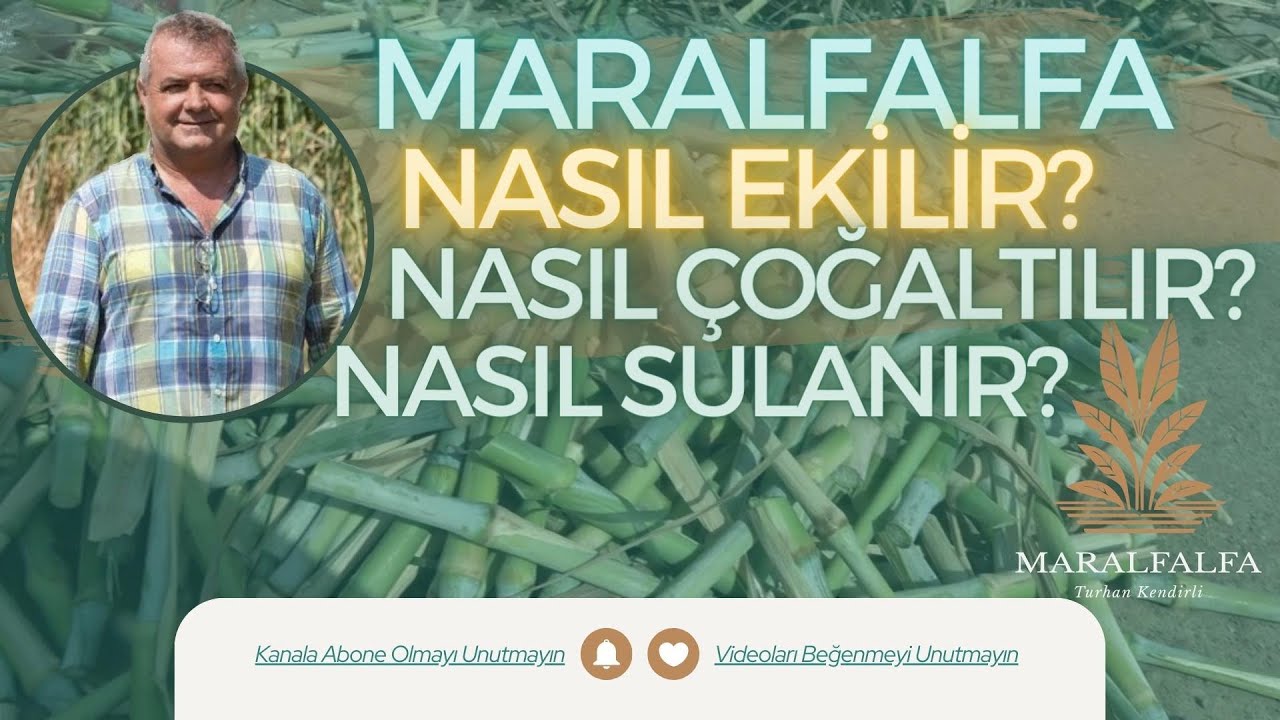 MARALFALFA NASIL ÇOĞALTILIR | NASIL SULANIR ? | NASIL DİKİLİR? | MARALFALFA TURHAN KENDİRLİ