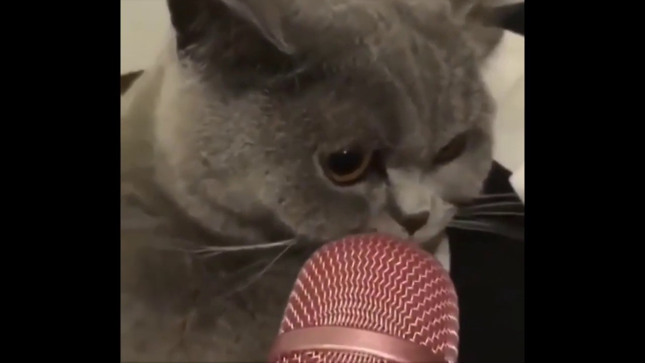 Chat parle dans un micro - Partie2