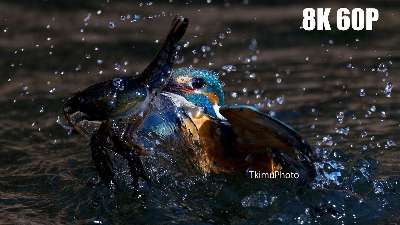 【8K60P】かわせみ飛び込みの限界をいくーNikon Z8 & AF-S NIKKOR 600mm f/4E FL ED VR（TC-17E II） 野鳥撮影