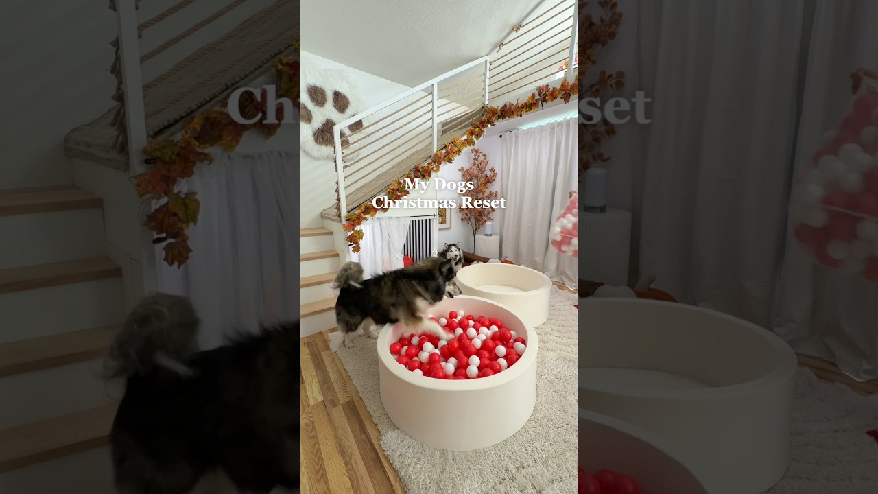 Christmas reset on my dogs apartment