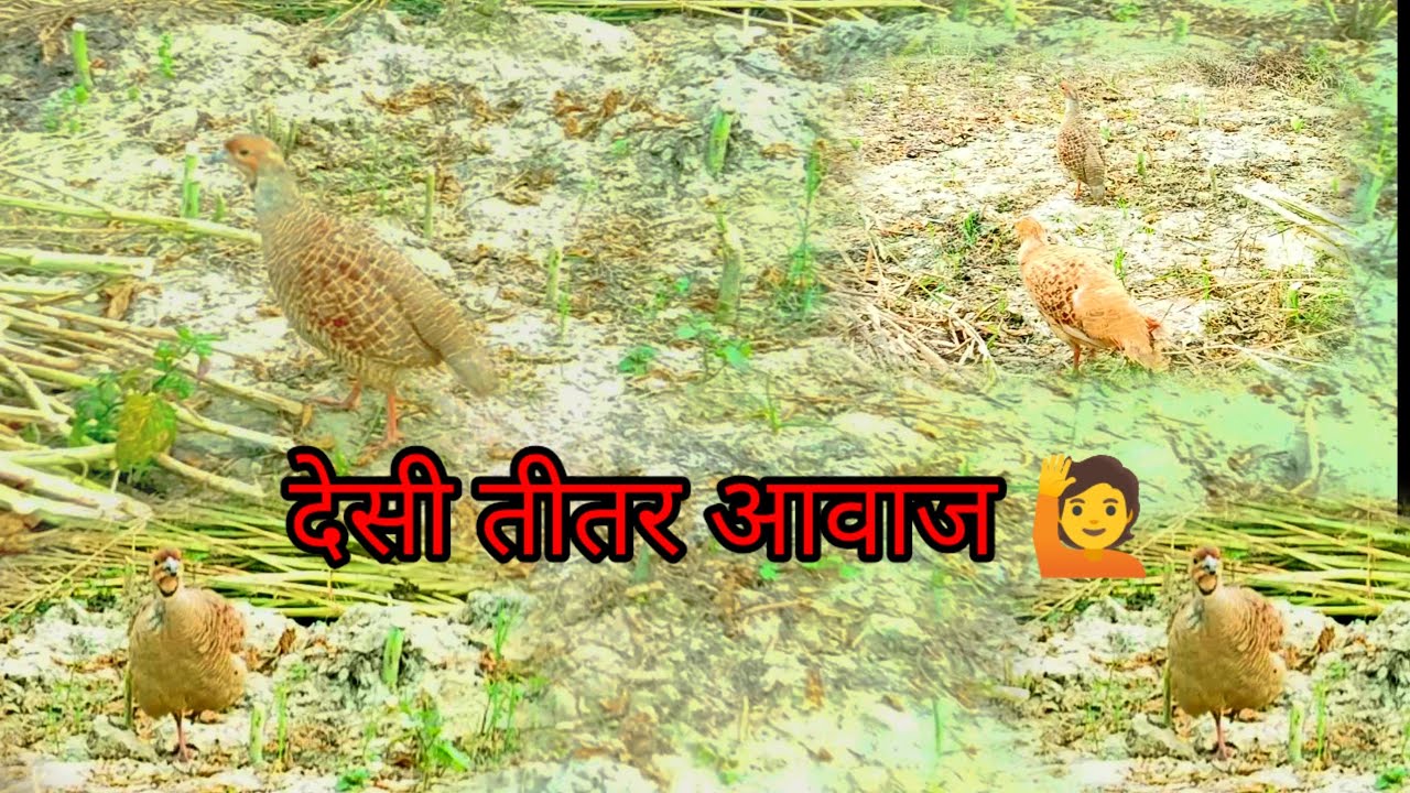 Desi teetar ki awaaz