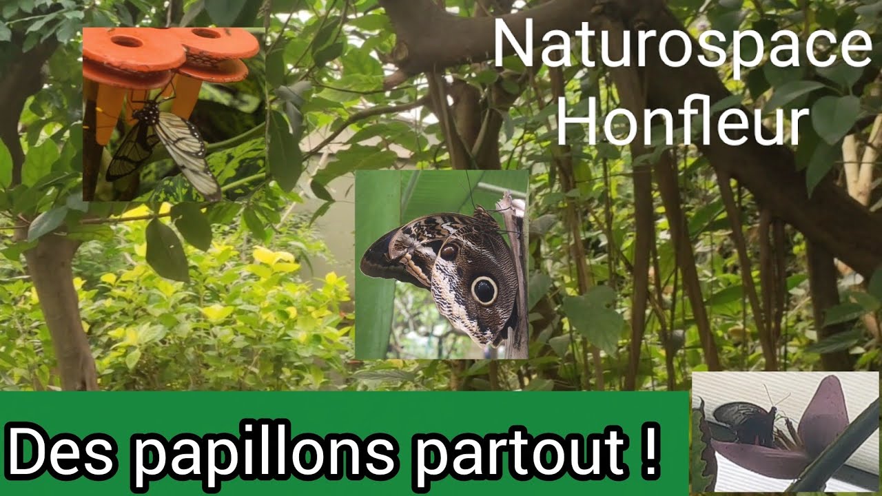 7 minutes au cœur des papillons tropicaux 🦋 | Naturospace Honfleur