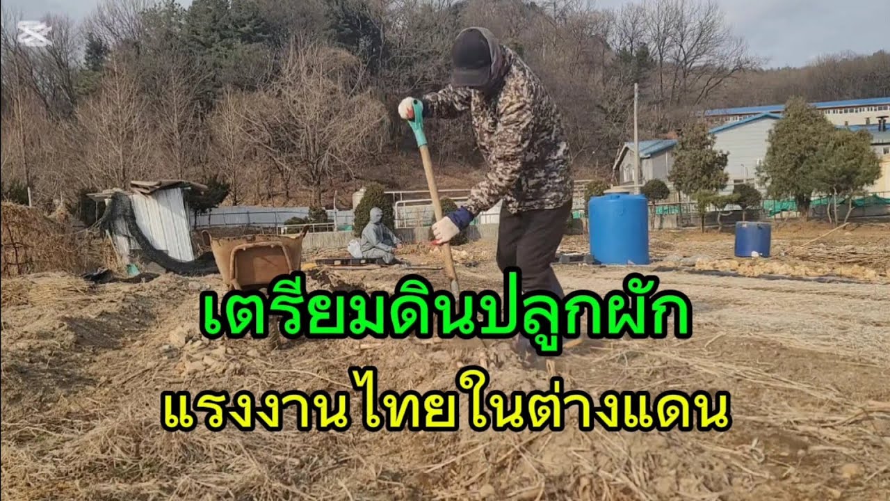 เตรียมดินปลูกผักแรงงานไทยในต่างแดน