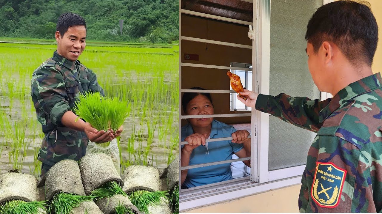 My Mother Remains Unchanged - Harvesting Rice - Wife Turns Away | Ly Tieu Ha's Husband