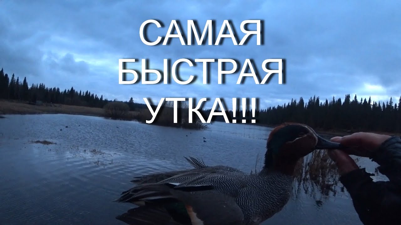ОХОТА НА УТКУ! ЧИРОК САМАЯ БЫСТРАЯ УТКА В МИРЕ!