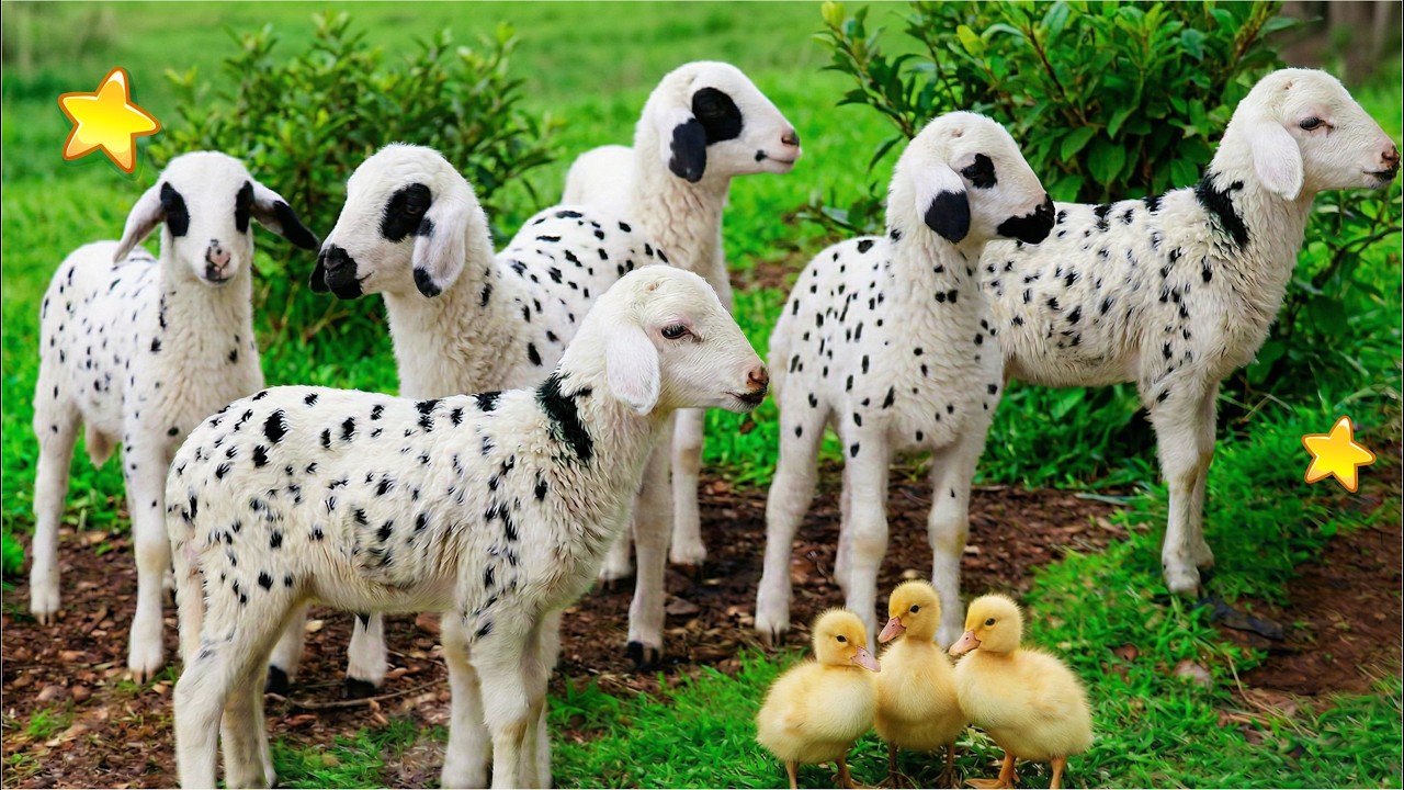 KAMBING , SAPI , KAMBING LUCU JOGET , EMBEK , KAMBING EMBEK-EMBEK , SAPI LUCU SAPI JOGET DOMBA LUCU