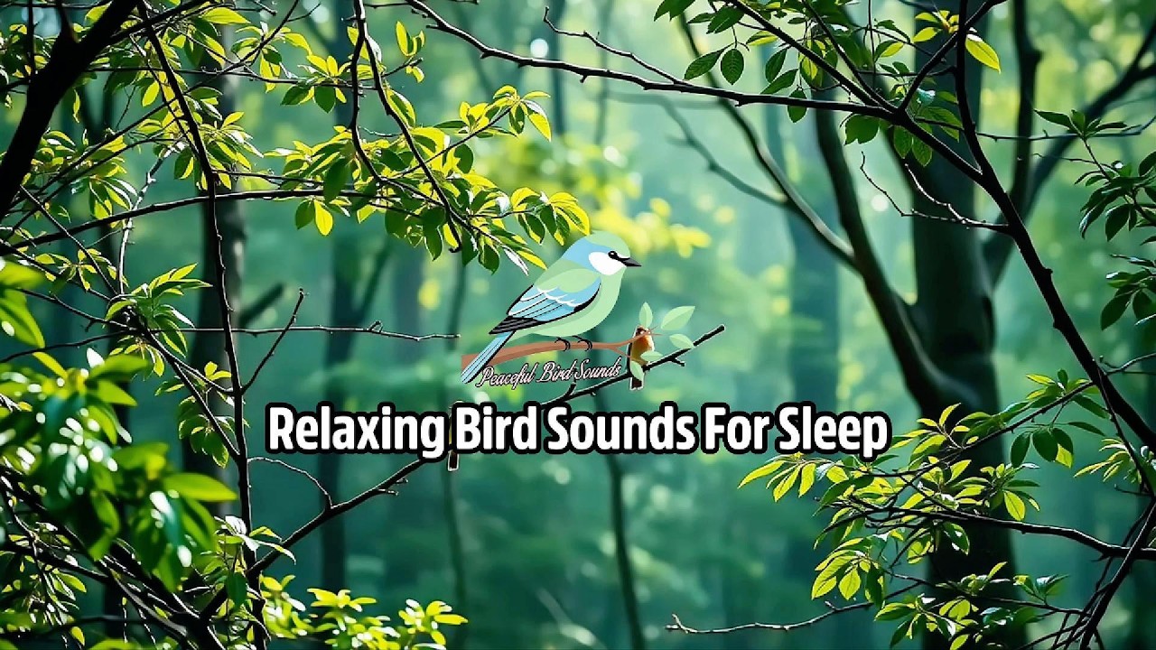 1 Hour Relaxing Bird Ambience For Calm Sleep