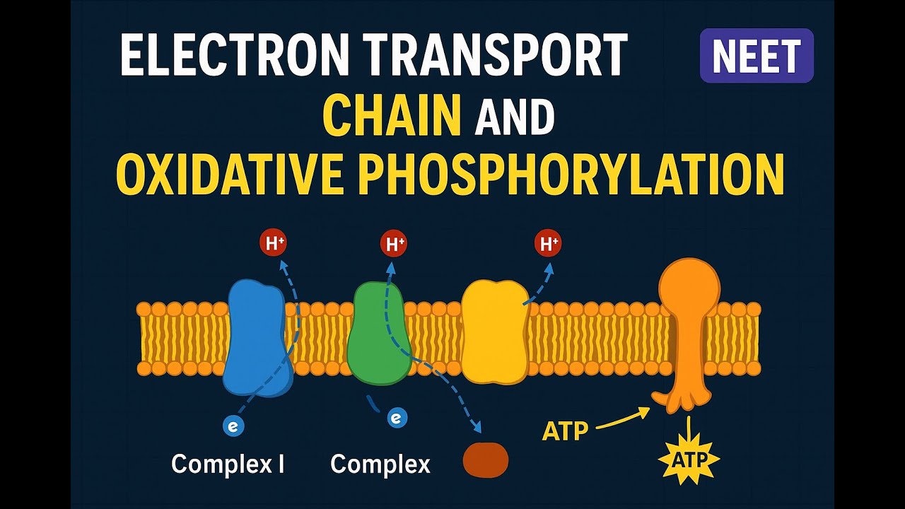 ETS and Oxidative Phosphorylation 11th class  Neet 2026 #neet #net 