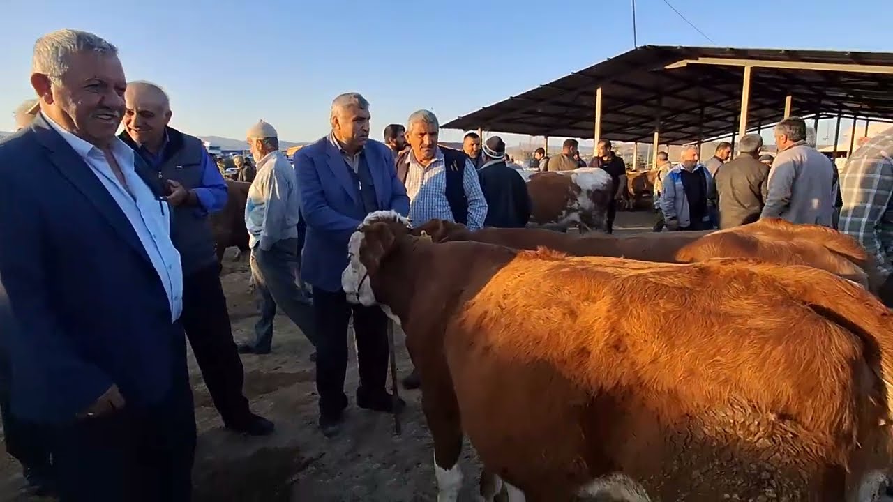 ÇORUM SUNGURLU HAYVAN PAZARI BÜYÜKBAŞ 26 EYLÜL 2024 MURAT GÜRGİL