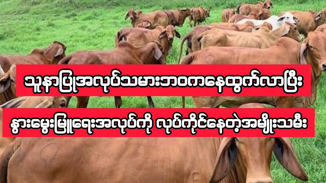 သူနာပြုအလုပ်ကနေ ထွက်လာပြီးနွားမွေးမြူနေတဲ့ အမျိုးသမီး
