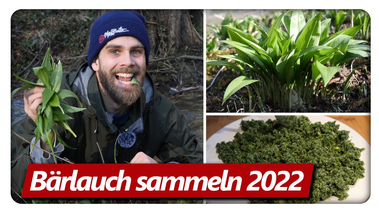 Bärlauch sammeln und Kräutersalz selber machen | Bärlauch Catch Clean Cook #2