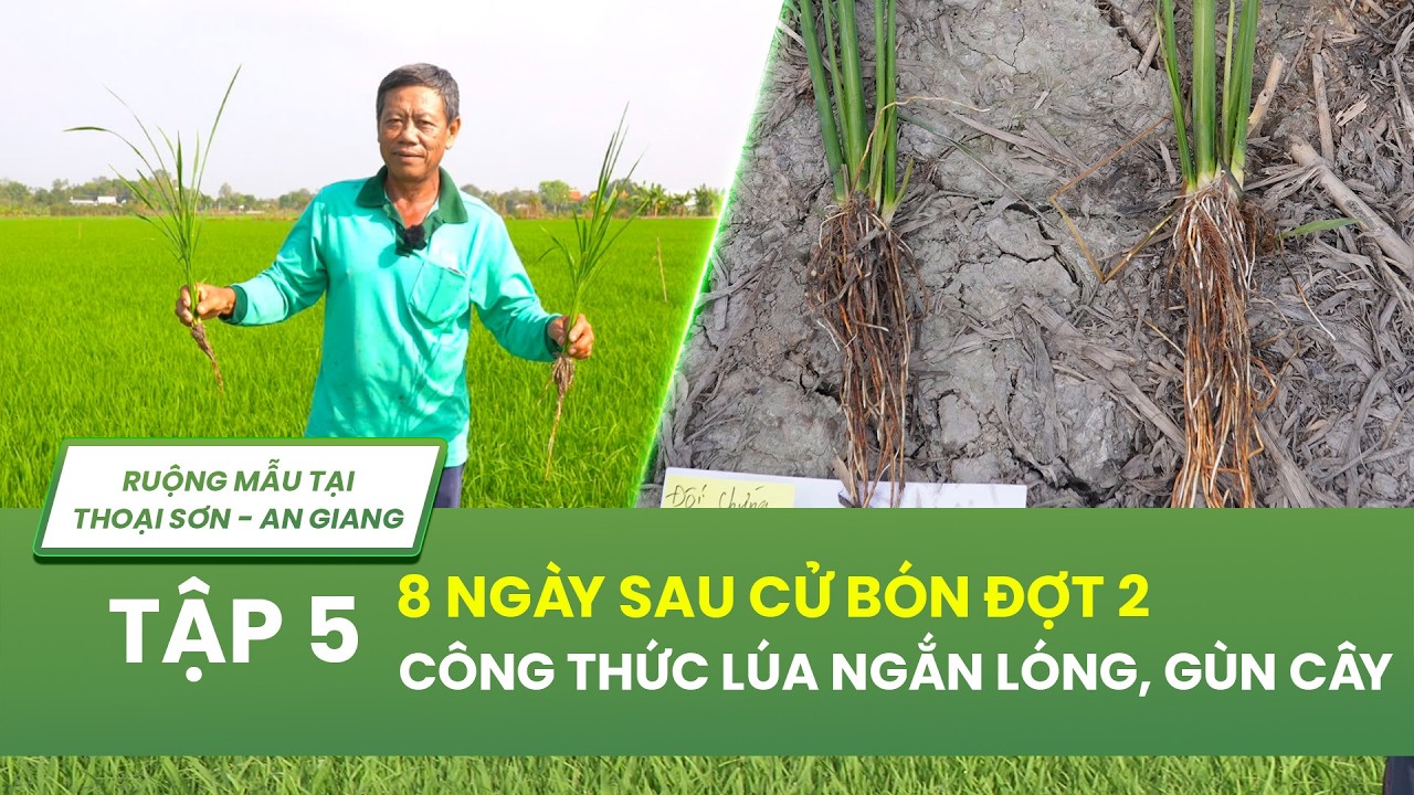 LÚA 33 NGÀY SAU SẠ: CÔNG THỨC GIÚP LÚA NGẮN LÓNG, LÙN CÂY