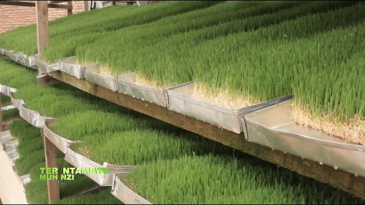 Guhinga ubwatsi bw'amatungo udakoresheje ubutaka | Hydroponic Fodder Technology | Tera Intambwe