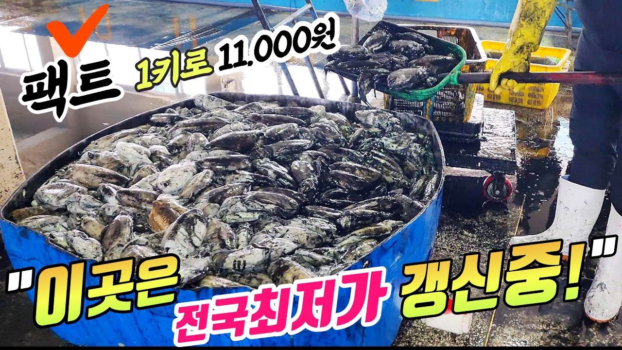 ♤전국최저가 갱신중인 부안수협위판장! 갑오징어를 삽으로 막퍼주는 시세☆술안주의 대발견 '간장게장 샤베트' 까지~