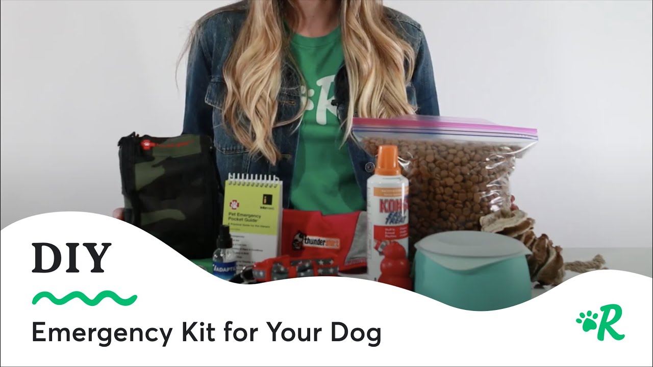 Essential Dog Emergency Kit Guide | Rover Pet Preparedness Tips