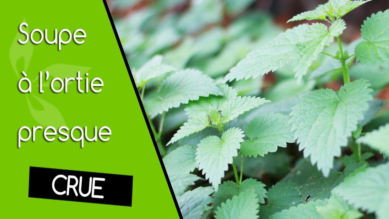 Soupe à l’ortie (presque crue) #healthy