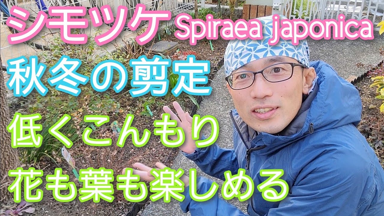 【シモツケの剪定】株を低く維持して、葉&花も楽しむ秋冬の手入れ方法🌿💐