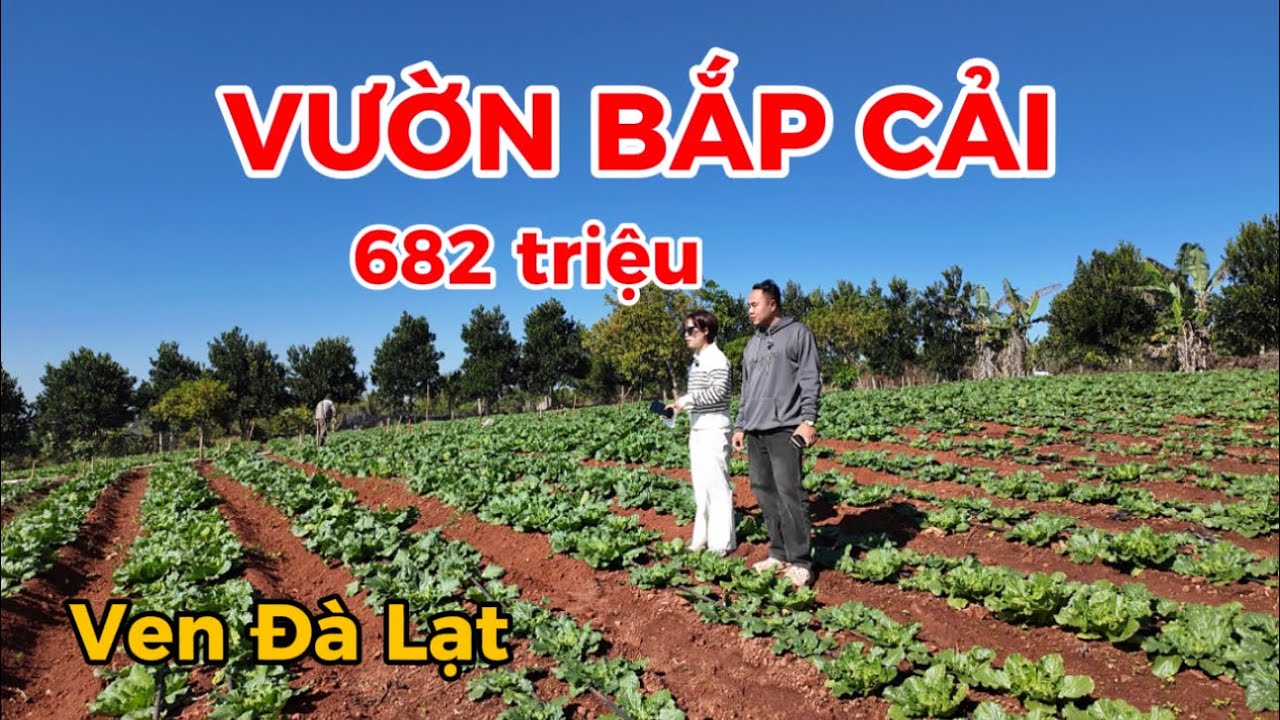 Đất ven Đà Lạt| Bán vườn bắp cải cùng anh ĐỨC THANH! GIÁ BÁN NHANH TRƯỚC TẾT VÌ QUÁ RẺ VÀ ĐẸP