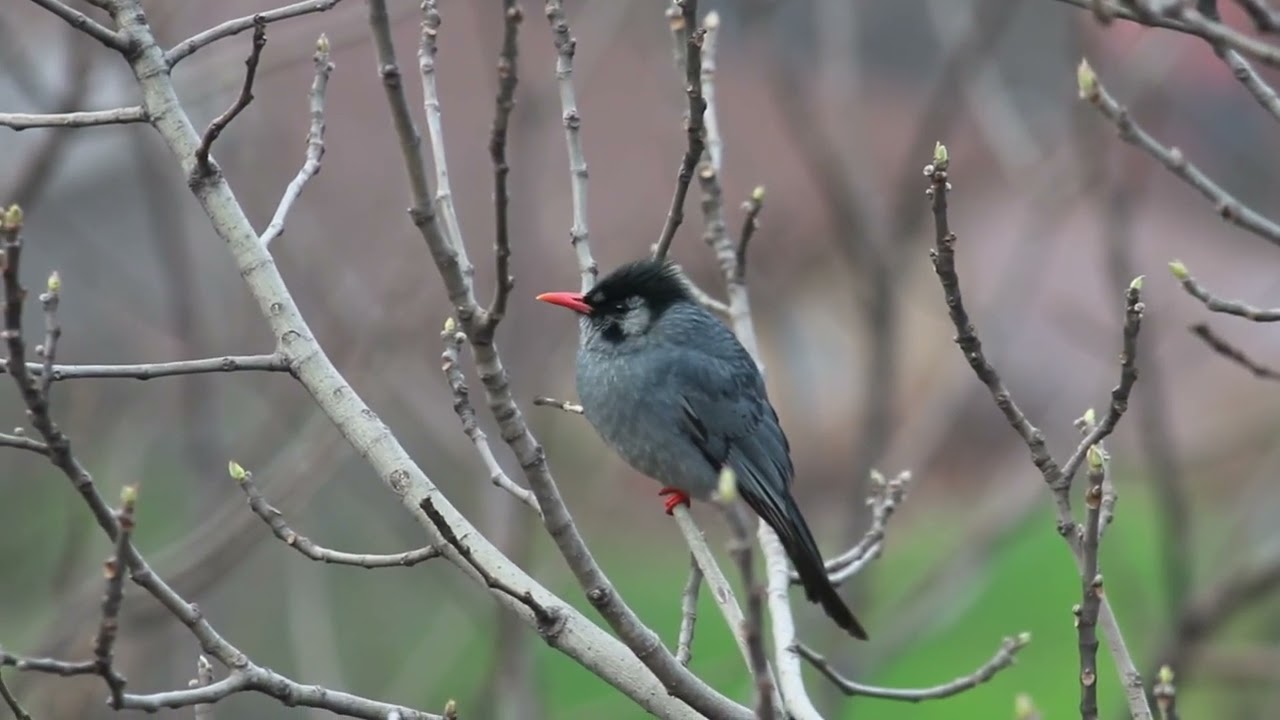 Natural bird sound 🐦🐦🕊️🦜🦜