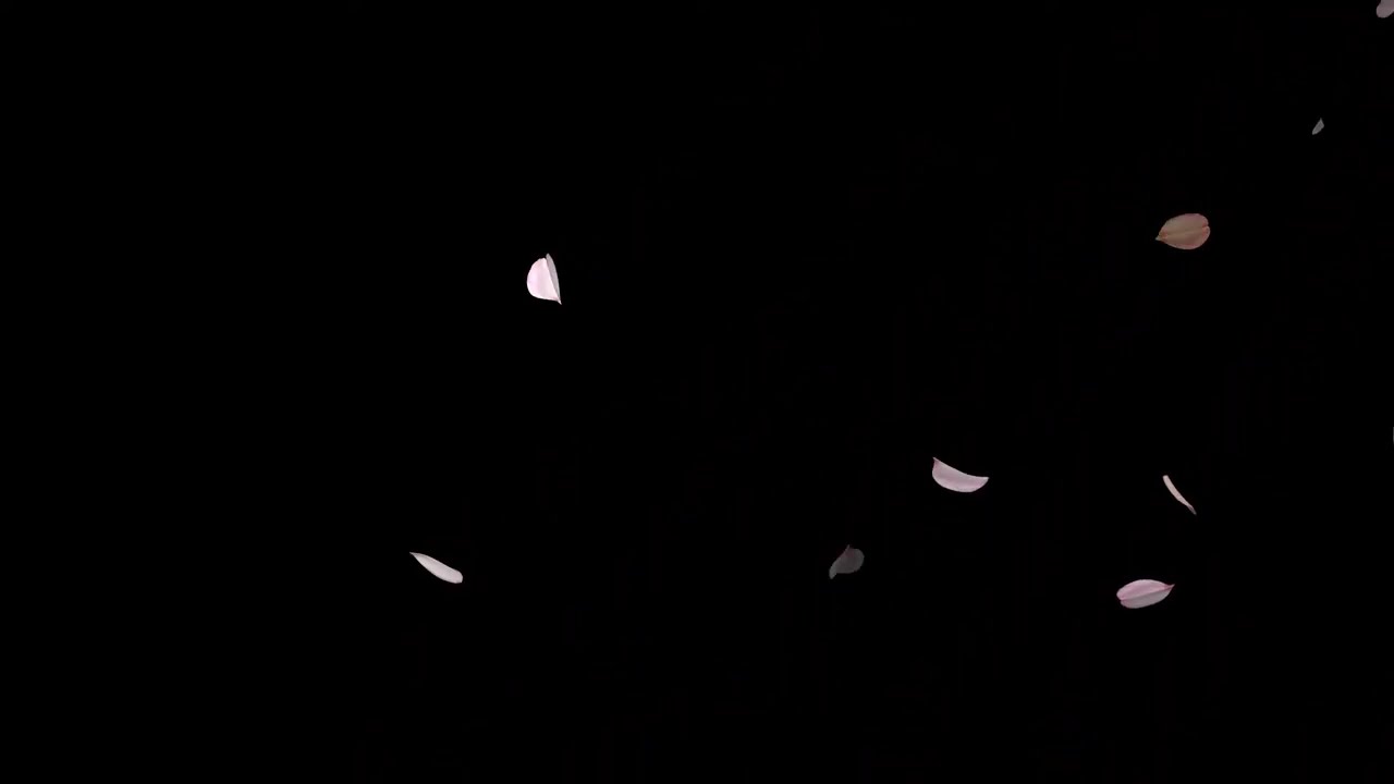 Sakura Cherry Blossoms Falling Black Background 4K (Continuous)