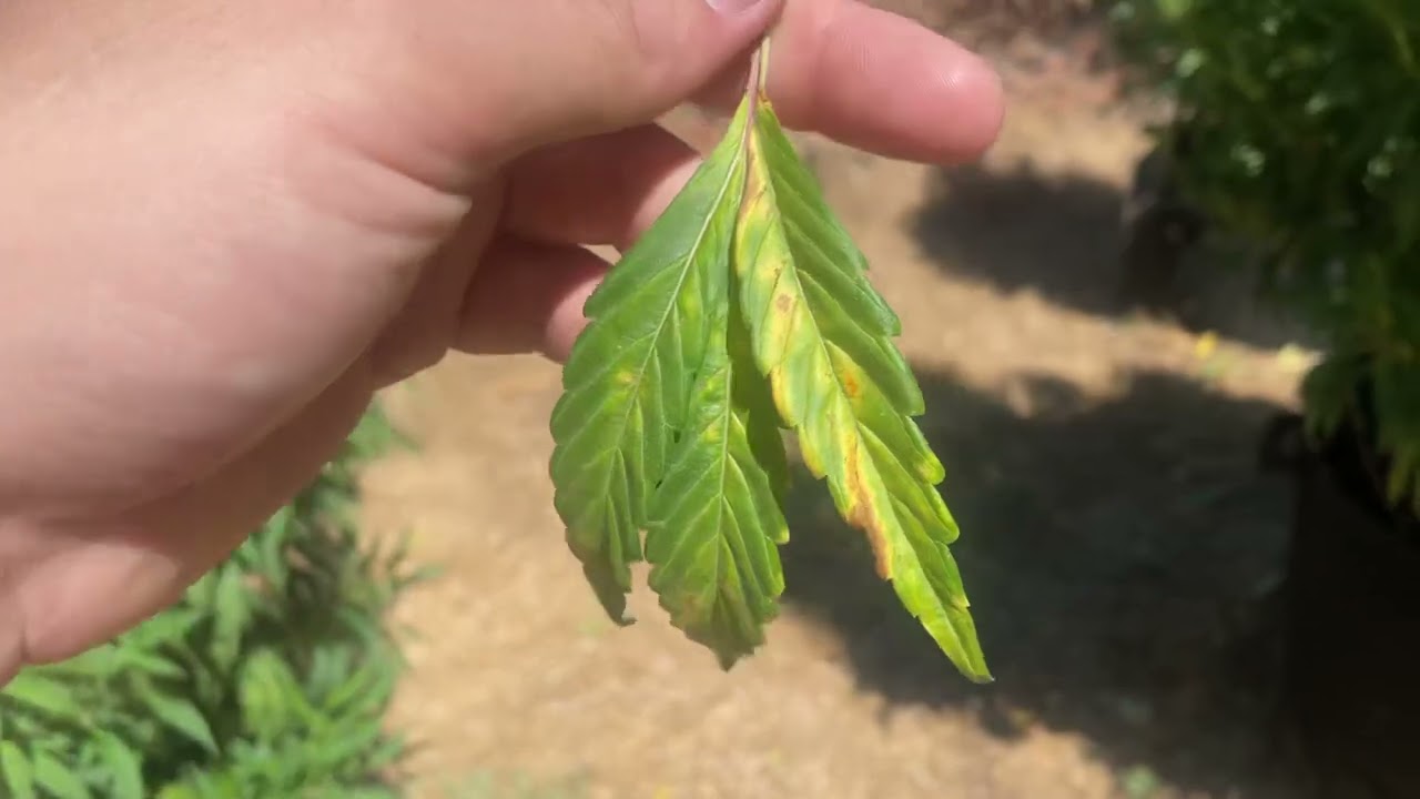 2022 outdoor weed grow