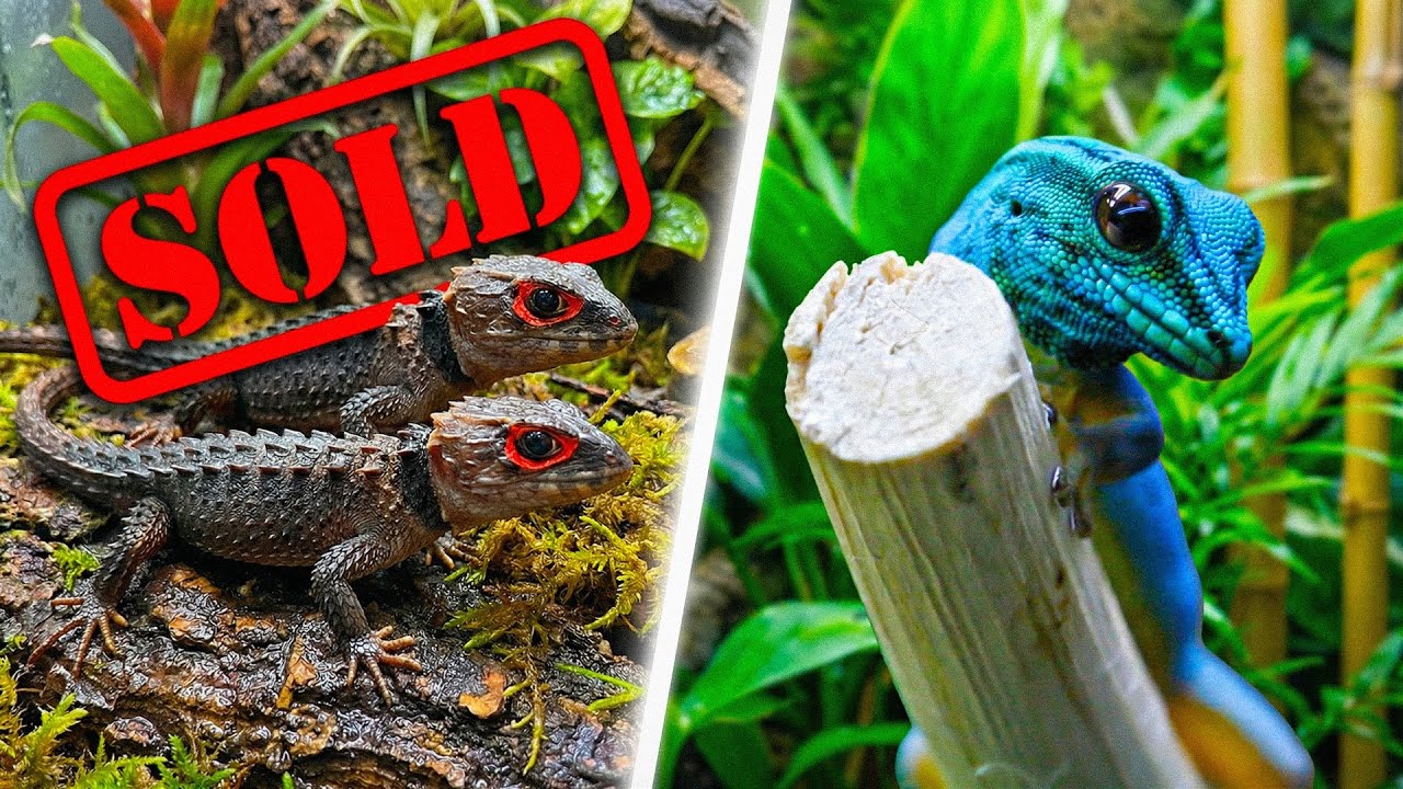 Why I Sold My Crocodile Skinks – Going All-In On Gecko Breeding!