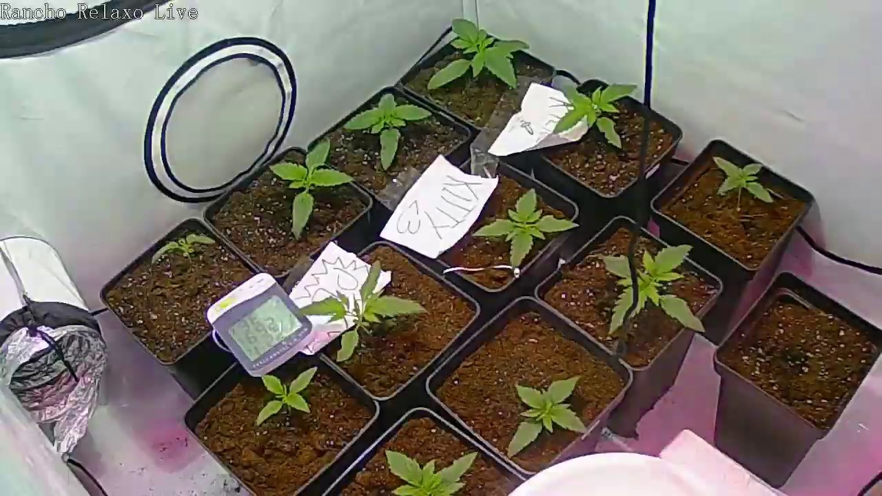 Timelapse 00Seeds Rancho Relaxo