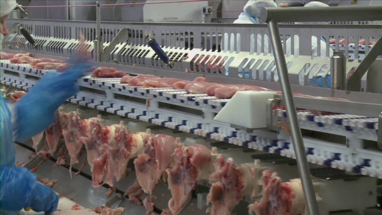 SEALPAC SP800 plus for poultry applications InterChicken, The Netherlands