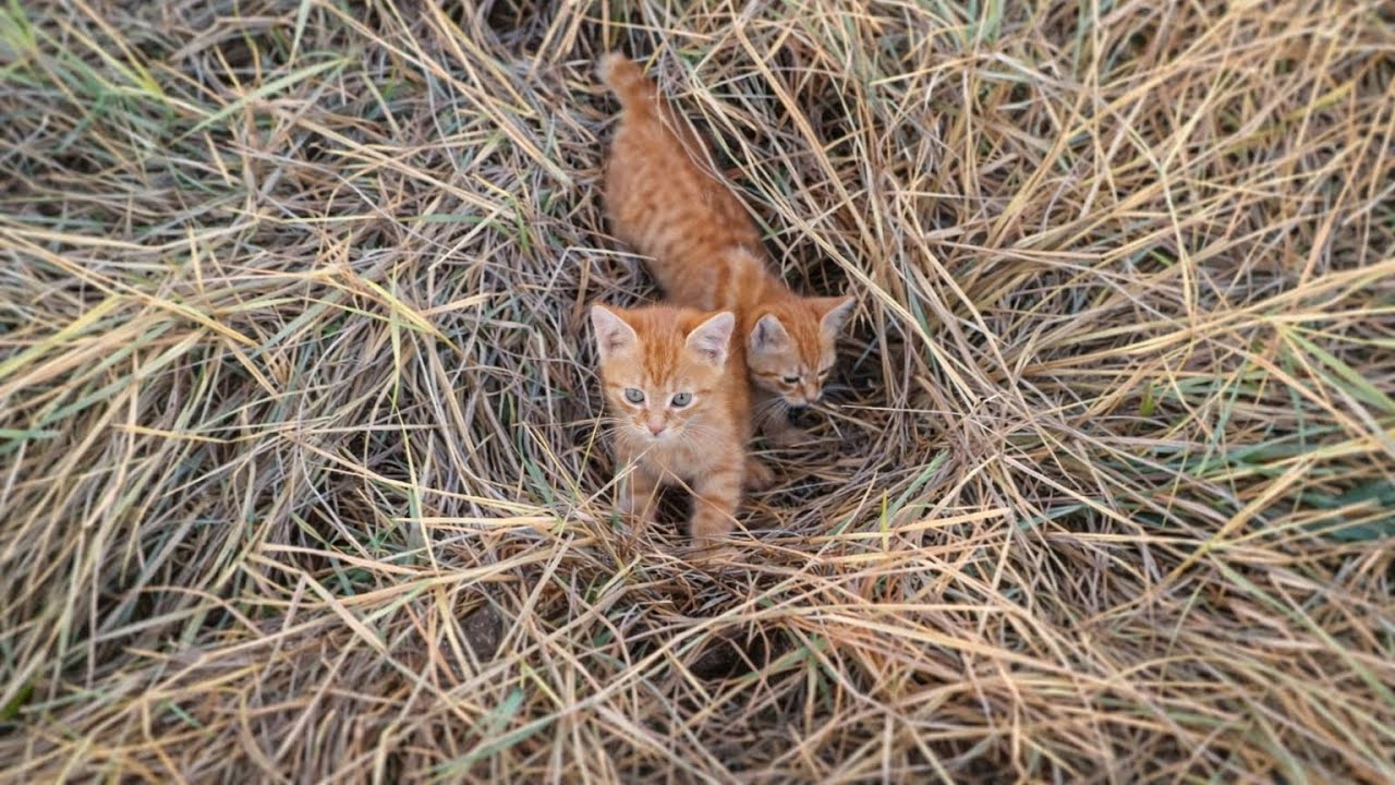 Two Tiny Kittens Found in Dry Grass… A Full-Day Rescue Journey! 🐱🌾