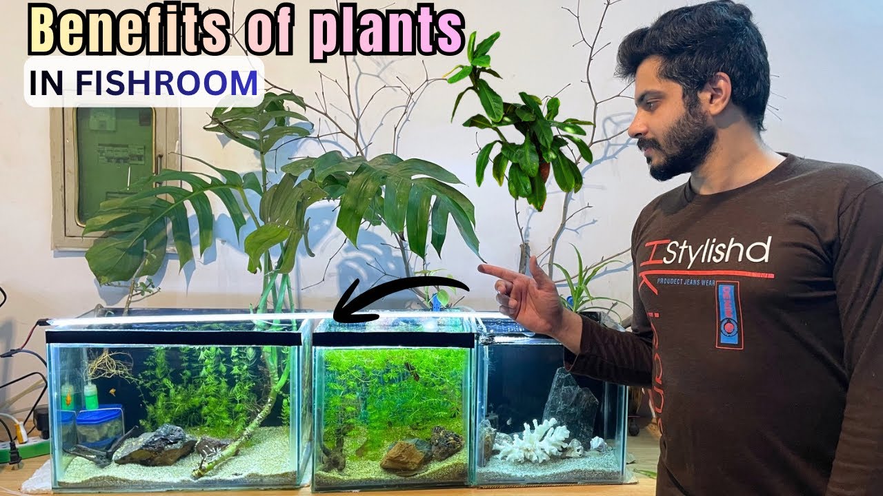 Benefits of Live Plants in Fish Tank | Why Every Aquarium Needs Plants 🌿🐠